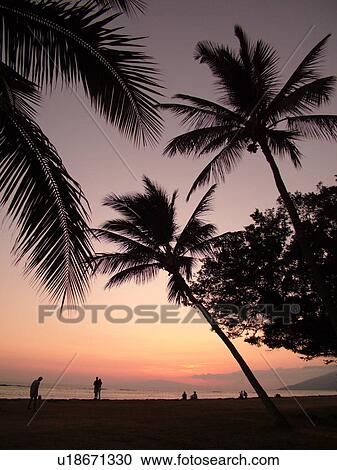 Kihei, Maui, HI, Hawaii, Leeward Coast, Maalaea Bay, Kamaloe, Kamaloe beach, sunset, Southwestern Coast View Large Photo Image Stock Image - Kihei, Maui, HI, Hawaii, Leeward Coast, Maalaea Bay, Kamaloe, Kamaloe beach, sunset, Southwestern Coast. Fotosearch