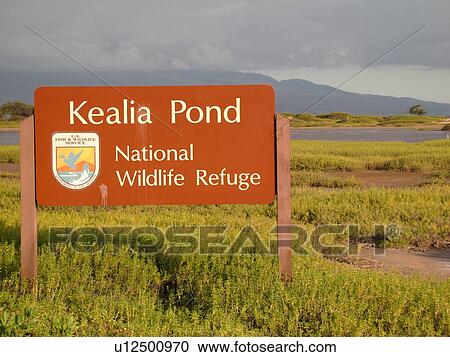 Kihei, Maui, HI, Hawaii, The Valley, Kealia Pond National Wildlife Refuge View Large Photo Image Stock Image - Kihei, Maui, HI, Hawaii, The Valley, Kealia Pond National Wildlife Refuge. Fotosearch