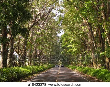 Koloa, Kauai, HI, Hawaii, South Shore, Swamp Mahogany Trees, tree tunnel View Large Photo Image Stock Photo - Koloa, Kauai, HI, Hawaii, South Shore, Swamp Mahogany Trees, tree tunnel. Fotosearch