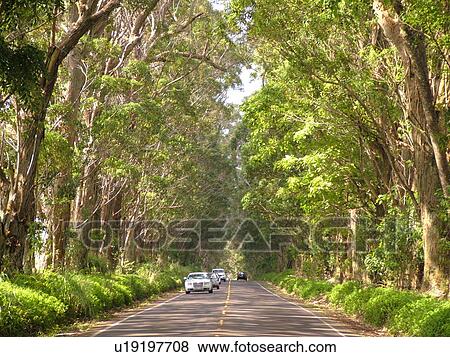 Koloa, Kauai, HI, Hawaii, South Shore, Swamp Mahogany Trees, tree tunnel View Large Photo Image Stock Photo - Koloa, Kauai, HI, Hawaii, South Shore, Swamp Mahogany Trees, tree tunnel. Fotosearch