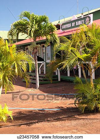 Stock Photo -  Kualapuu, Molokai, HI, Hawaii, Coffees of Hawaii. Fotosearch
