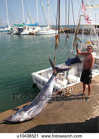Stock Image -  Lahaina, Maui, HI, Hawaii, Lahaina Harbor, Blue Marlin. Fotosearch
