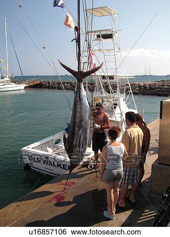 Lahaina, Maui, HI, Hawaii, Lahaina Harbor, Blue Marlin View Large Photo Image Stock Photograph - Lahaina, Maui, HI, Hawaii, Lahaina Harbor, Blue Marlin. Fotosearch