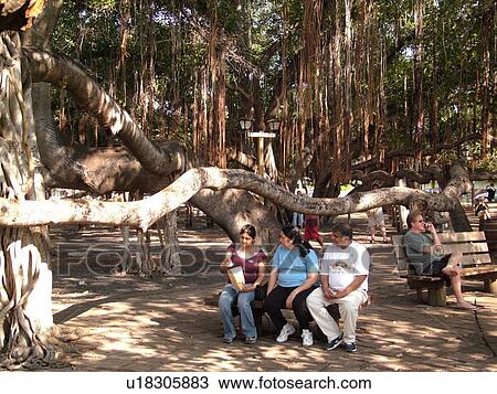 Stock Image -  Lahaina, Maui, HI, Hawaii, town square, Banyan Tree, oldest in Hawaii from India (1873). Fotosearch