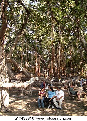 Stock Photograph -  Lahaina, Maui, HI, Hawaii, town square, Banyan Tree, oldest in Hawaii from India (1873). Fotosearch