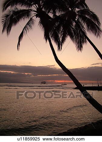 Stock Photography -  Lahaina, Maui, HI, Hawaii, West Maui, Auau Channel, sunset, palm tree. Fotosearch