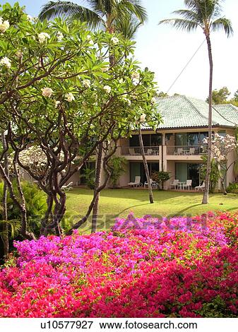Stock Photo -  Lanai, HI, Hawaii, Hulopoe Bay, Manele Bay Hotel. Fotosearch