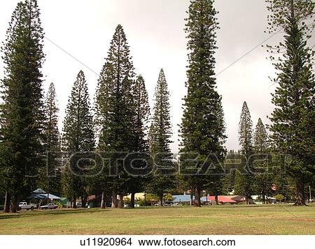 Picture -  Lanai, HI, Hawaii, Lanai City, Cook Island Pine Trees. Fotosearch