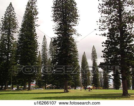 Lanai, HI, Hawaii, Lanai City, Cook Island Pine Trees View Large Photo Image Stock Photo - Lanai, HI, Hawaii, Lanai City, Cook Island Pine Trees. Fotosearch