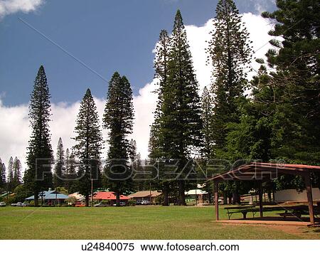 Lanai, HI, Hawaii, Lanai City, Cook Island Pine Trees View Large Photo Image Stock Photography - Lanai, HI, Hawaii, Lanai City, Cook Island Pine Trees. Fotosearch