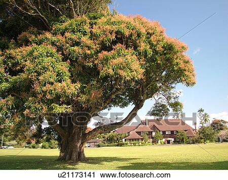 Lihue, Kauai, HI, Hawaii, East Shore, Kilohana Plantation, Tudor style mansion, Gaylord Parke Wilcox, Grove Farm Homestead View Large Photo Image Stock Image - Lihue, Kauai, HI, Hawaii, East Shore, Kilohana Plantation, Tudor style mansion, Gaylord Parke Wilcox, Grove Farm Homestead. Fotosearch