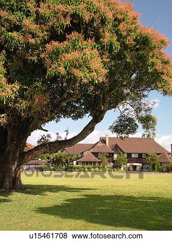 Stock Photo -  Lihue, Kauai, HI, Hawaii, East Shore, Kilohana Plantation, Tudor style mansion, Gaylord Parke Wilcox, Grove Farm Homestead. Fotosearch