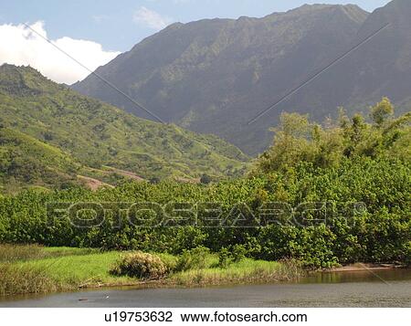 Stock Image -  Lumahai, Princeville, Kauai, HI, Hawaii, North Shore, Lumahai River, Lumahai Valley. Fotosearch