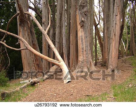 Maui, HI, Hawaii, Haleakala National Park, Hosmer Grove Nature Trail View Large Photo Image Stock Image - Maui, HI, Hawaii, Haleakala National Park, Hosmer Grove Nature Trail. Fotosearch