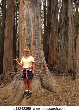 Stock Photo -  Maui, HI, Hawaii, Haleakala National Park, Hosmer Grove Nature Trail, hiking. Fotosearch