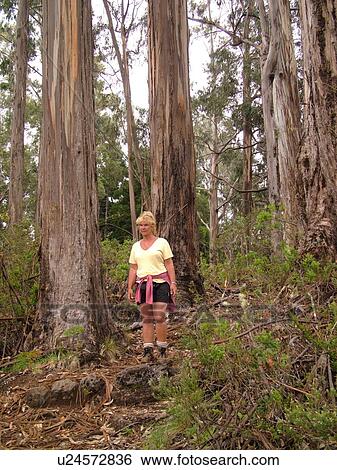 Stock Photograph -  Maui, HI, Hawaii, Haleakala National Park, Hosmer Grove Nature Trail, hiking. Fotosearch