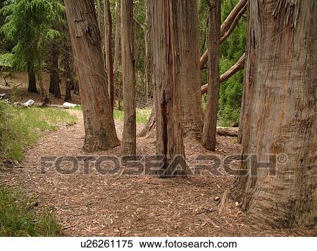 Stock Photography -  Maui, HI, Hawaii, Haleakala National Park, Hosmer Grove Nature Trail. Fotosearch