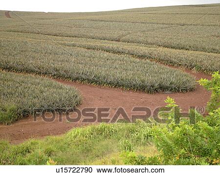 Maui, HI, Hawaii, Upcountry, Pineapple field View Large Photo Image Stock Image - Maui, HI, Hawaii, Upcountry, Pineapple field. Fotosearch