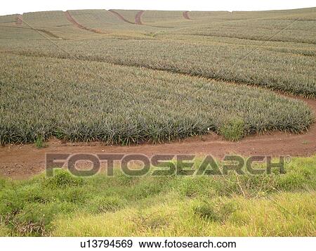 Maui, HI, Hawaii, Upcountry, Pineapple field View Large Photo Image Stock Photo - Maui, HI, Hawaii, Upcountry, Pineapple field. Fotosearch