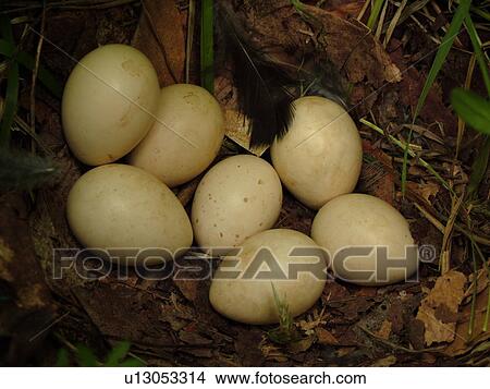 Picture -  Montpelier, VT, Vermont, bird nest, eggs. Fotosearch