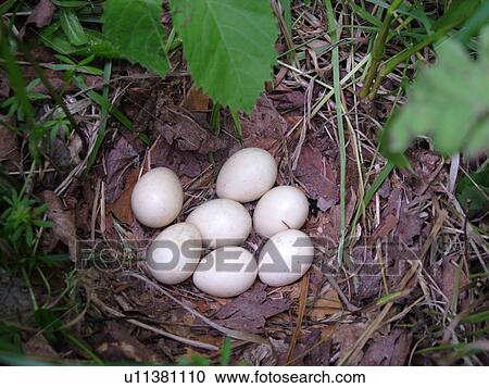 Stock Image -  Montpelier, VT, Vermont, bird nest, eggs. Fotosearch