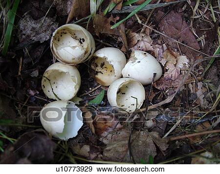 Montpelier, VT, Vermont, bird nest, broken eggs, eaten by a predator View Large Photo Image Stock Photo - Montpelier, VT, Vermont, bird nest, broken eggs, eaten by a predator. Fotosearch
