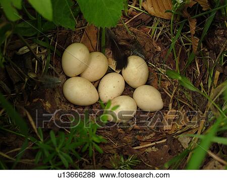 Montpelier, VT, Vermont, bird nest, eggs View Large Photo Image Stock Photo - Montpelier, VT, Vermont, bird nest, eggs. Fotosearch