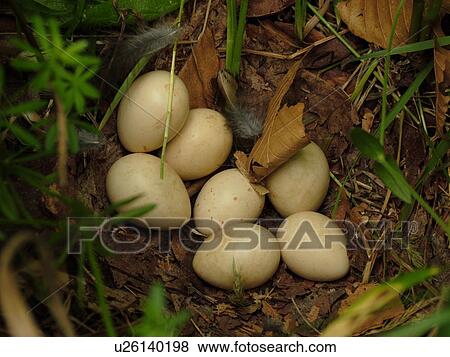 Montpelier, VT, Vermont, bird nest, eggs View Large Photo Image Stock Photo - Montpelier, VT, Vermont, bird nest, eggs. Fotosearch