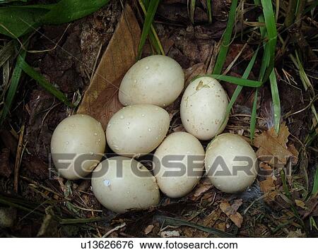Montpelier, VT, Vermont, bird nest, eggs View Large Photo Image Stock Photograph - Montpelier, VT, Vermont, bird nest, eggs. Fotosearch