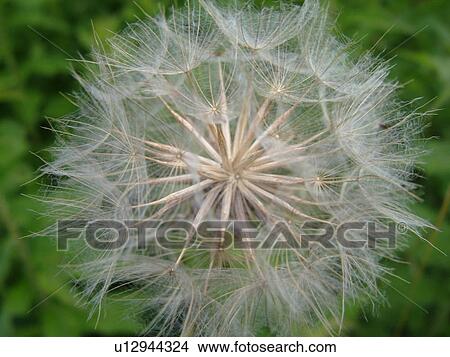 Picture -  Montpelier, VT, Vermont, dandelion, seeds, weed. Fotosearch