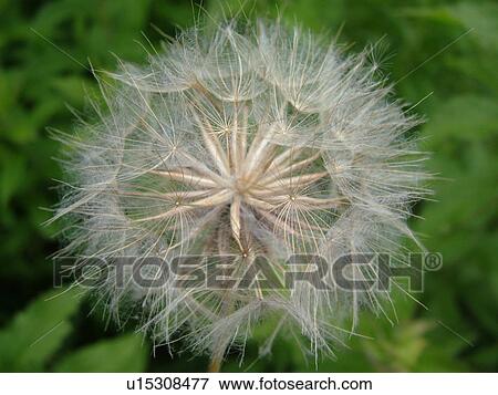 Stock Photo -  Montpelier, VT, Vermont, dandelion, seeds, weed. Fotosearch