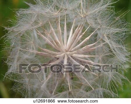 Stock Photograph -  Montpelier, VT, Vermont, dandelion, seeds, weed. Fotosearch