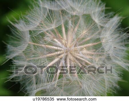 Stock Photography -  Montpelier, VT, Vermont, dandelion, seeds, weed. Fotosearch