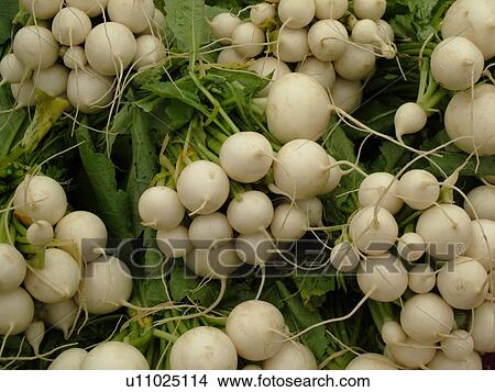 Picture -  Montpelier, VT, Vermont, Farmer's Market, Scallions. Fotosearch
