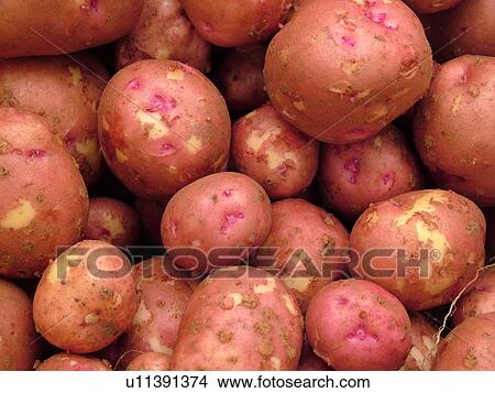 Picture -  Montpelier, VT, Vermont, Farmer's Market, Red Potatoes. Fotosearch