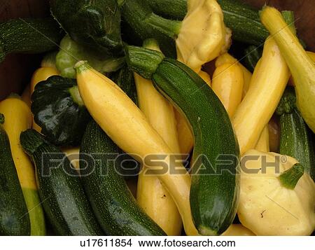 Montpelier, VT, Vermont, Farmer's Market, Zucchini, Summer Squash, Patty Pams View Large Photo Image Picture - Montpelier, VT, Vermont, Farmer's Market, Zucchini, Summer Squash, Patty Pams. Fotosearch