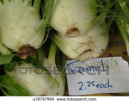 Picture -  Montpelier, VT, Vermont, Farmer's Market, Fennel. Fotosearch