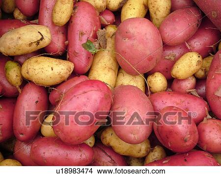Picture -  Montpelier, VT, Vermont, Farmer's Market, Potatoes. Fotosearch
