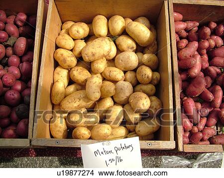 Montpelier, VT, Vermont, Farmer's Market, Mature Potatoes View Large Photo Image Picture - Montpelier, VT, Vermont, Farmer's Market, Mature Potatoes. Fotosearch