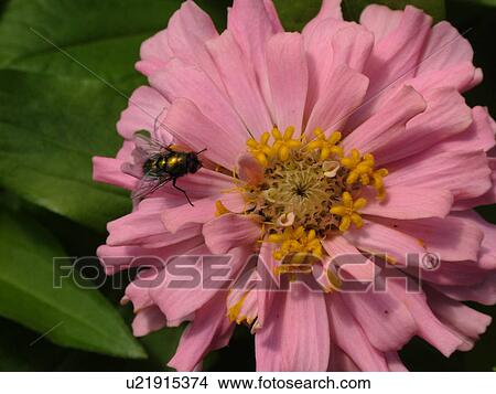 Picture -  Montpelier, VT, Vermont, Farmer's Market, Zinnias, fresh cut flowers, fly on a pink flower. Fotosearch