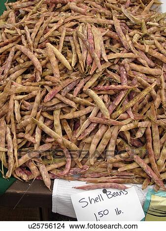 Picture -  Montpelier, VT, Vermont, Farmer's Market, Shell Beans, Vermont Cranberry. Fotosearch