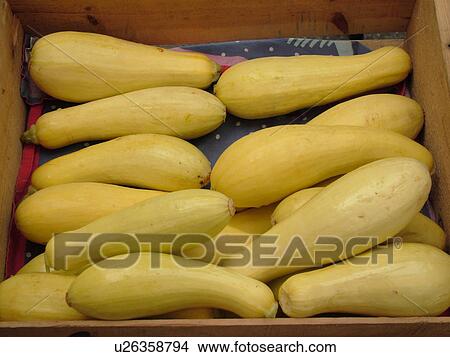 Picture -  Montpelier, VT, Vermont, Farmer's Market, Yellow Summer Squash. Fotosearch