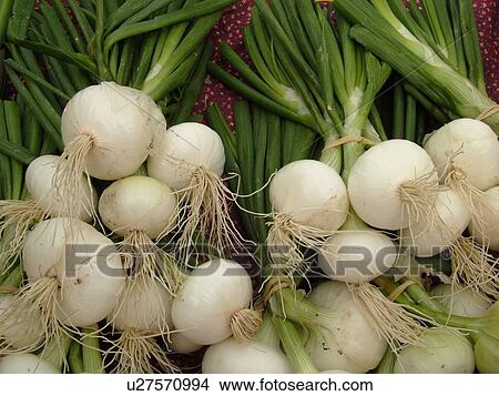 Montpelier, VT, Vermont, Farmer's Market, Sweet Spanish Onions View Large Photo Image Picture - Montpelier, VT, Vermont, Farmer's Market, Sweet Spanish Onions. Fotosearch