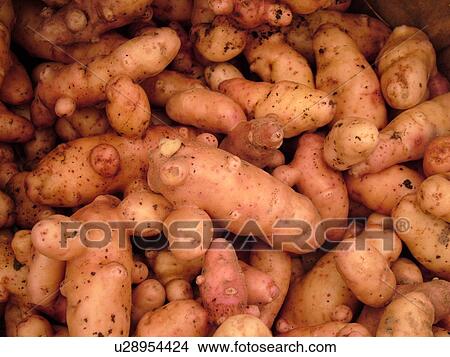 Picture -  Montpelier, VT, Vermont, Farmer's Market, Rose Fins Apple Potatoes, Fingerlings. Fotosearch