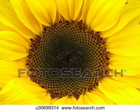 Montpelier, VT, Vermont, Farmer's Market, Sunflower View Large Photo Image Picture - Montpelier, VT, Vermont, Farmer's Market, Sunflower. Fotosearch