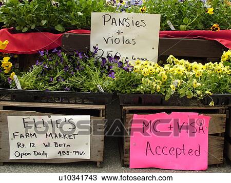 Montpelier, VT, Vermont, Farmer's Market, vendor, flowers for sale, pansies & violas View Large Photo Image Stock Image - Montpelier, VT, Vermont, Farmer's Market, vendor, flowers for sale, pansies & violas. Fotosearch