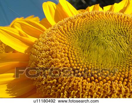 Stock Image -  Montpelier, VT, Vermont, Farmer's Market, Sunflower. Fotosearch