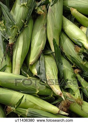 Montpelier, VT, Vermont, Farmer's Market, Corn, cobs View Large Photo Image Stock Image - Montpelier, VT, Vermont, Farmer's Market, Corn, cobs. Fotosearch
