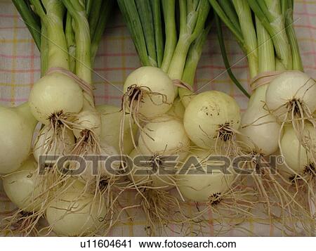 Stock Image -  Montpelier, VT, Vermont, Farmer's Market, scallions. Fotosearch