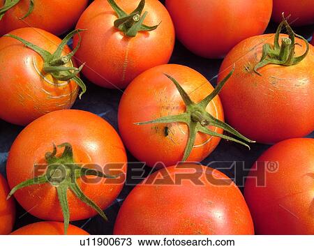 Montpelier, VT, Vermont, Farmer's Market, Tomatoes View Large Photo Image Stock Image - Montpelier, VT, Vermont, Farmer's Market, Tomatoes. Fotosearch